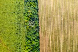 Aerial view of field with tracks of vehicle