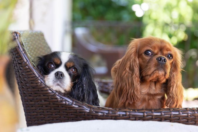 Two cavalier spaniels sitting in a chair outside