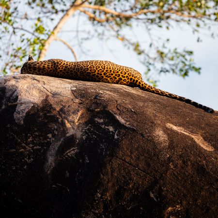 Wake up leopard