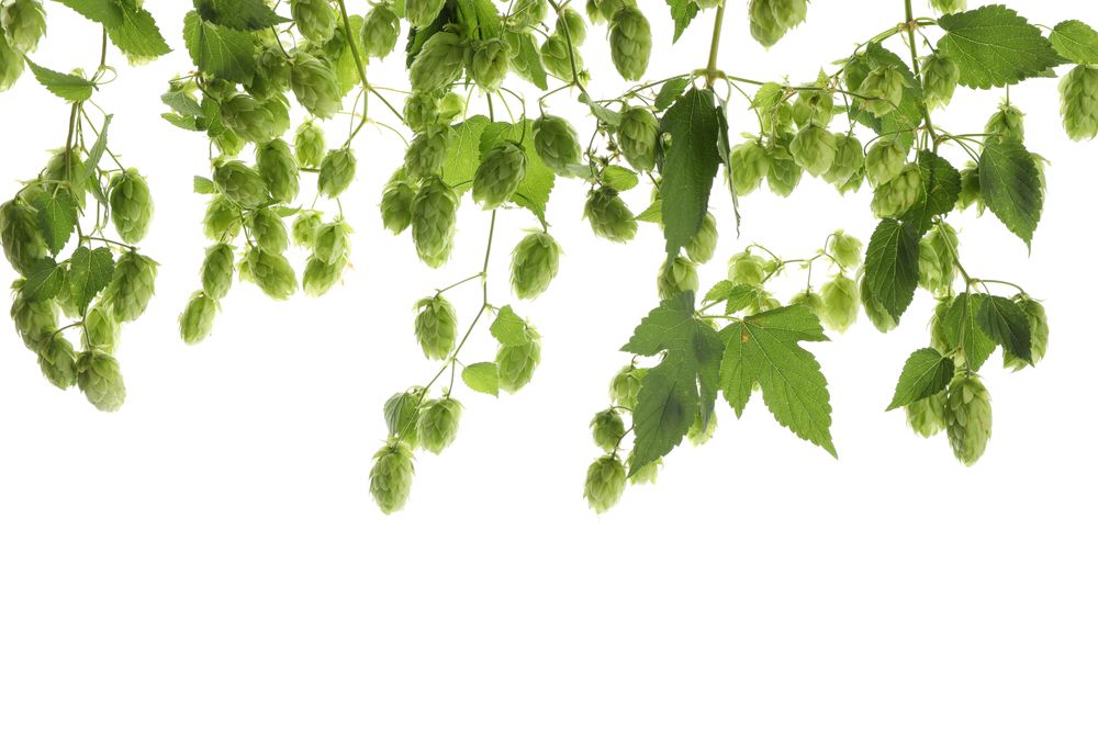 Branches of hop isolated on studio background