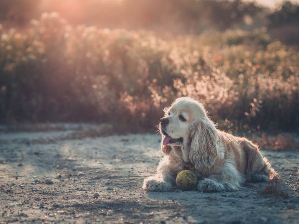 Funny dog lying on ground between plants