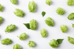 Flat lay composition with hop on background, close up