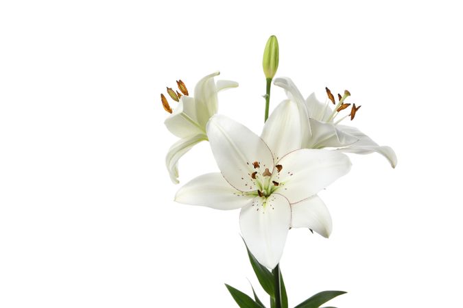 lily flower isolated on light background.