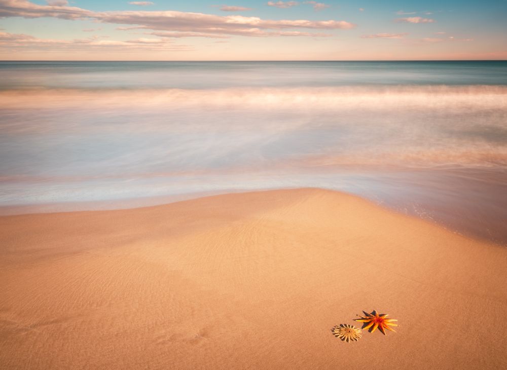 Starfish on sandy coast near sea