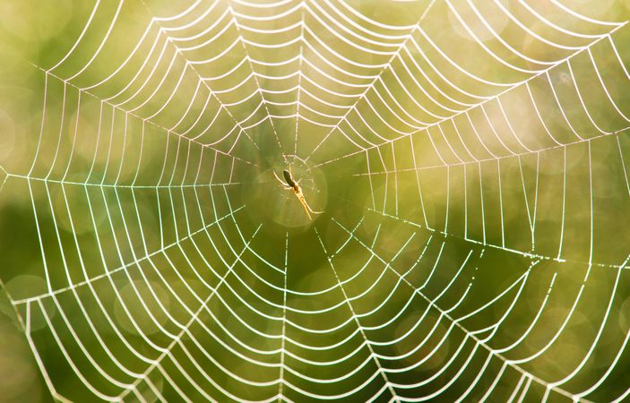 Orb weaver spider on web