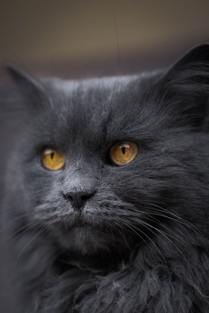 Russian blue cat in tilt shift lens