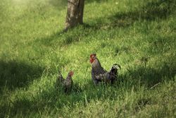 Gray rooster and hen in green grass