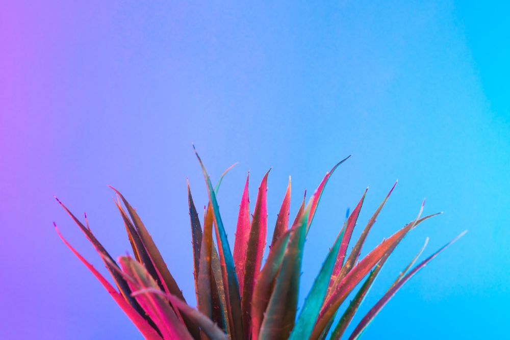 Palm leaf lit in bold neon  colors, on gradient blue to pink background