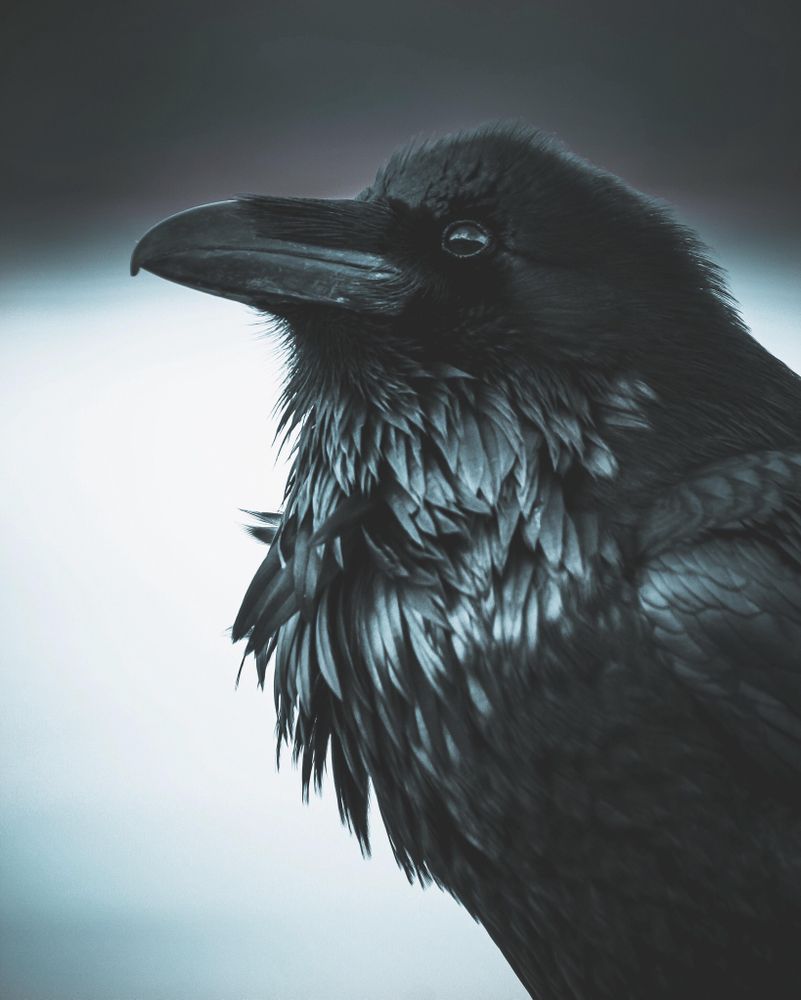 Grayscale portrait of dark crow