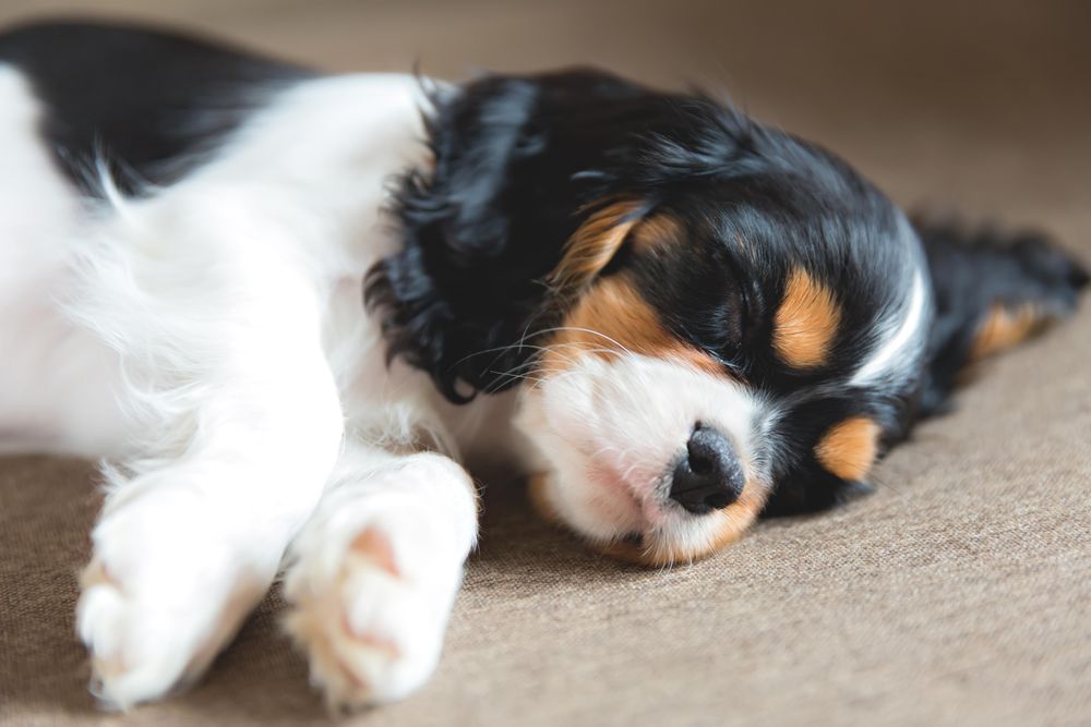 Cavalier spaniel sleeping on grey background