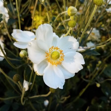 Anemone flower, close up