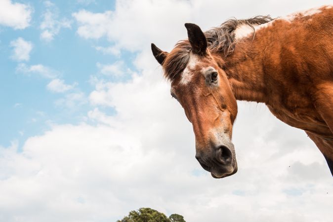 from below view of crop brown horse head in a cloudy background