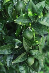 Unripe citrus fruit on branch
