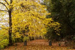 Autumn forest