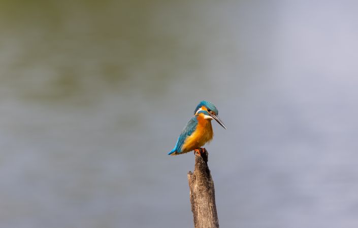 Common kingfisher on brown tree branch