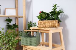 Cozy hobby - growing indoor plants at home