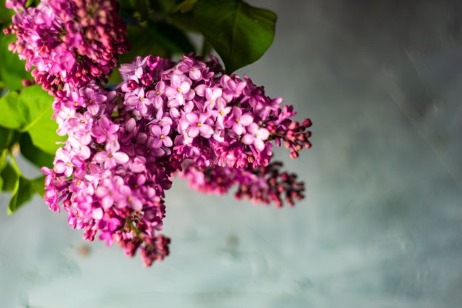 Branches of lilac flowers
