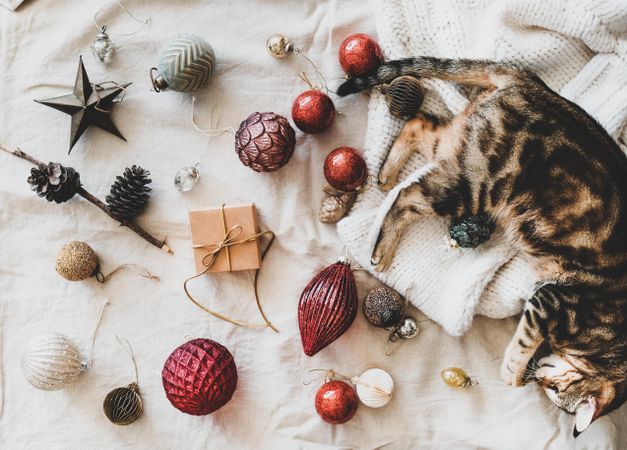 Flat-lay of holiday decoration, with cat lying on knitted sweater, top view