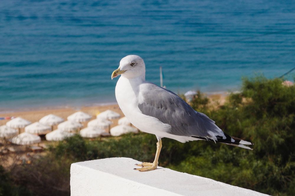 Caspian gull on gray concrete surface
