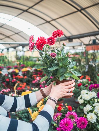 Female holding potted red flowers on market