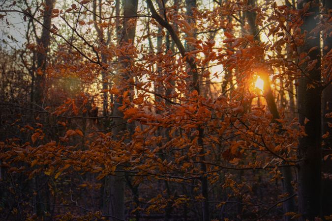 Autumn leaves in the forest at dusk