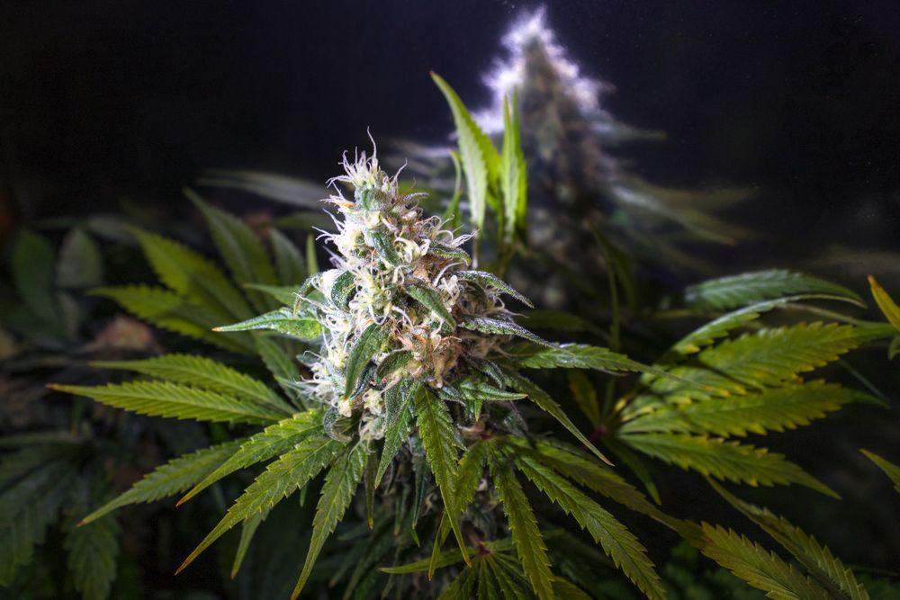 Close up of marijuana bud in a darkened room