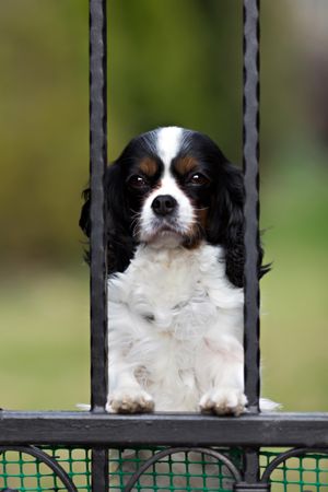 Close up portrait of curious cavalier spaniel behind a fence