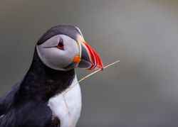 Atlantic puffin in close-up