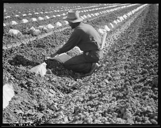 Mexican man working in field, migratory laborers thinning and weeding cantaloupe plants, 1937