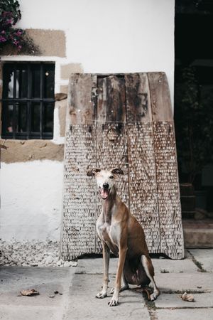 Funny dog near shabby building on street