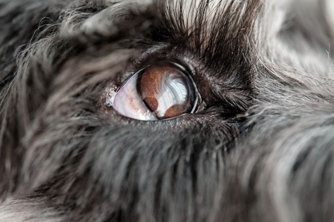 Attentive gray dog with brown eyes