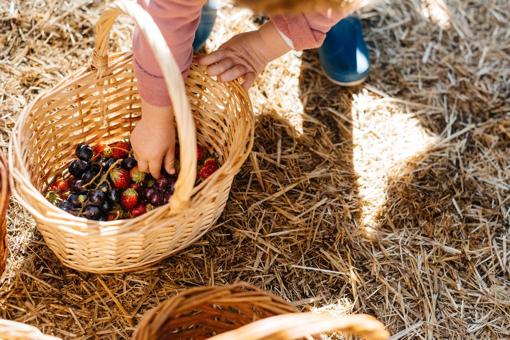 Child picking berries in wicker basket