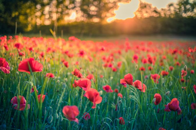 Poppies in a tree lined park at sunset