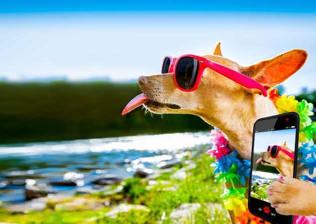 Dog wearing sunglasses taking selfie near beach