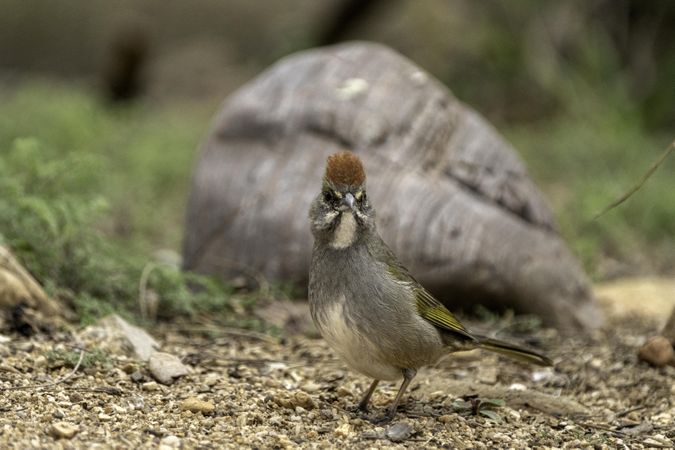 Green-tailed Towhee in Tucson, Arizona