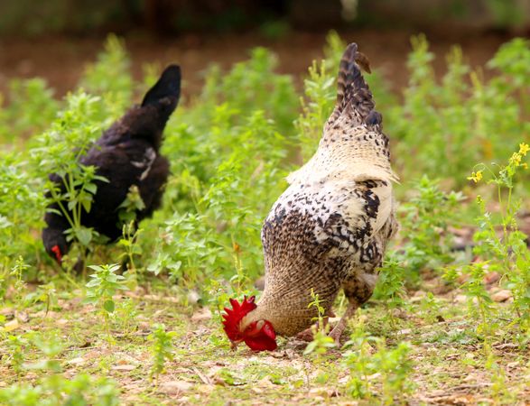 Two chickens on green grass