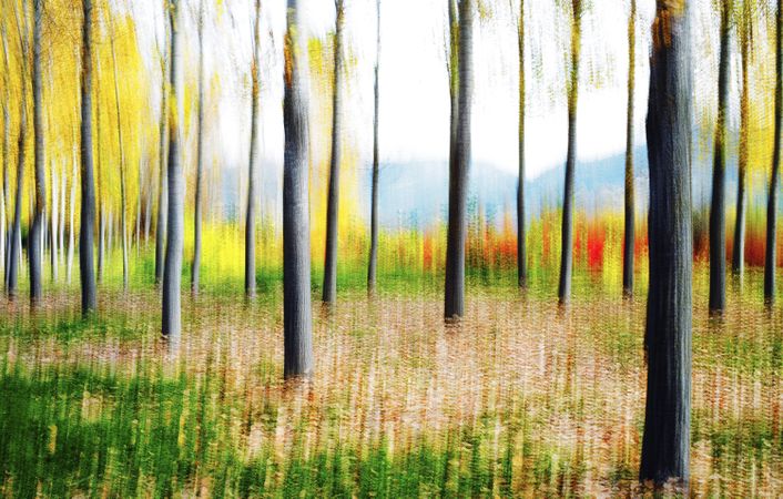 Blurred trees in green forest