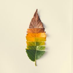 Autumn leaf cut in strips from green to red on light background