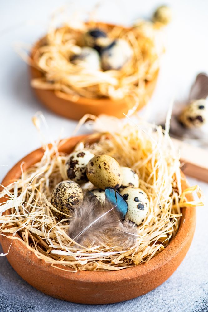 Easter card concept with two small bird nests