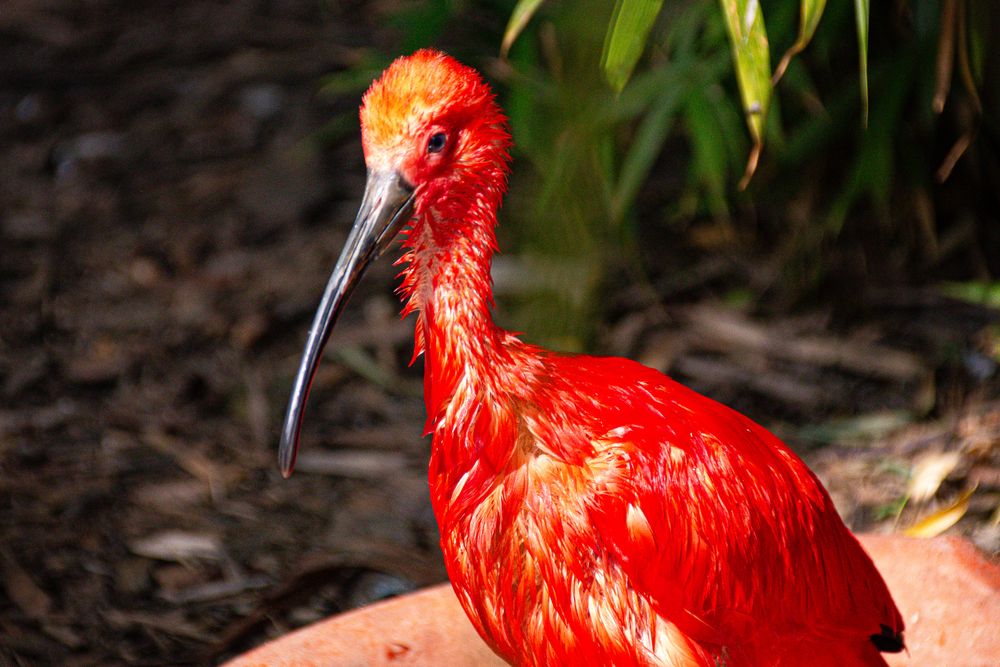 Scarlet ibis