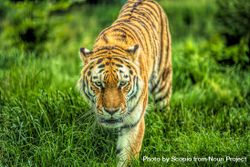 Tiger on green grass 5nvYD5