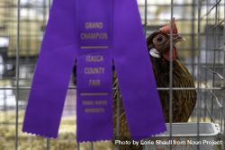 A Grand Champion chicken at the Itasca County Fair in Grand Rapids, MN bEwnG5