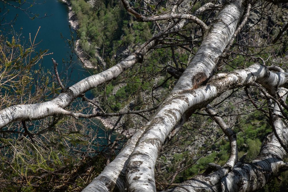 Looking up at birch trunks