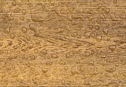 Oak background with raindrops