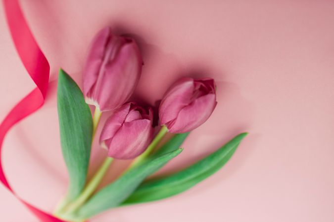 Pink tulips on clear background