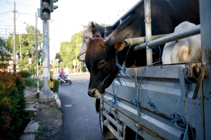 Cows in the back of a truck