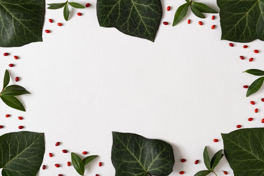 Large and small green leaves, and red berries bordering light background