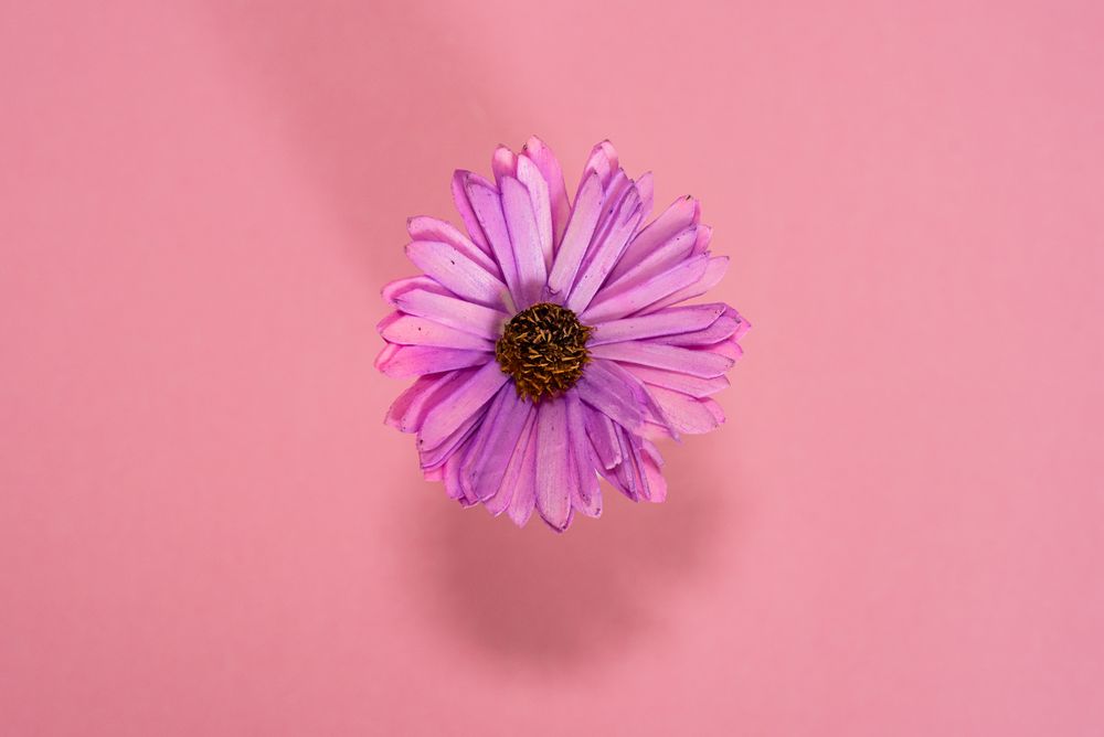 Violet daisy flowers in a pink background