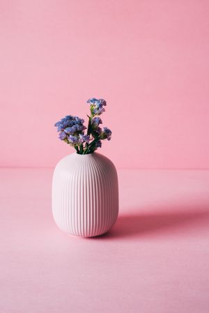 Violet sea lavender flowers in a pink background