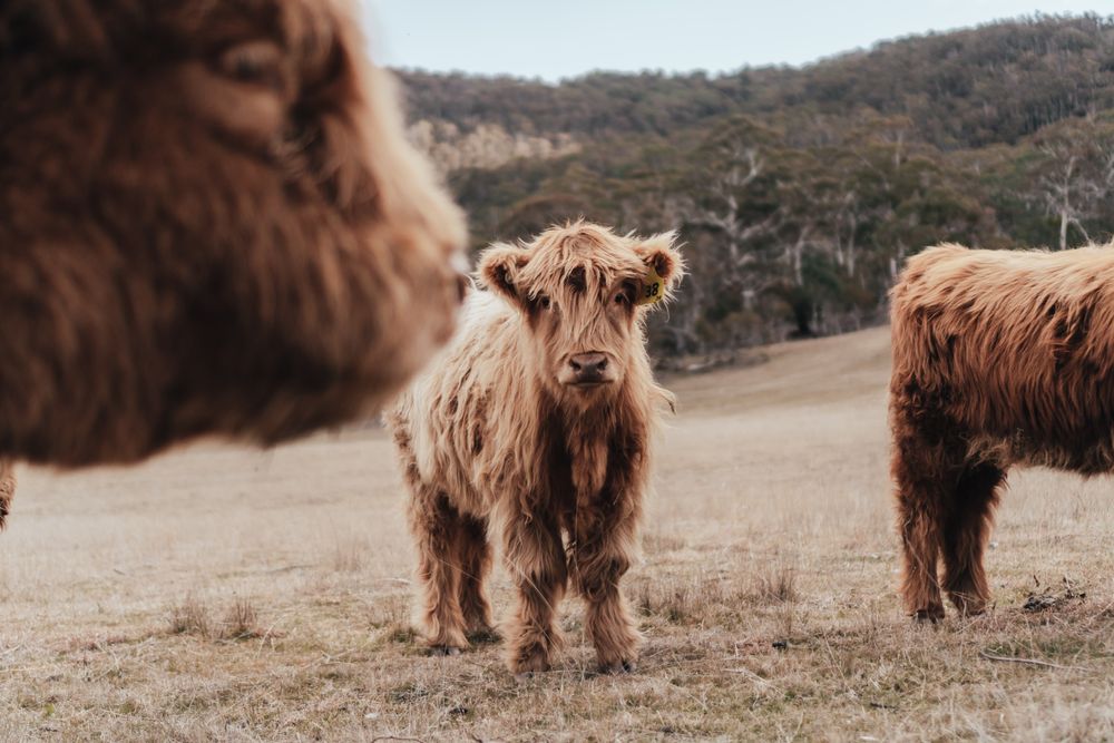 Brown cattle near mountains
